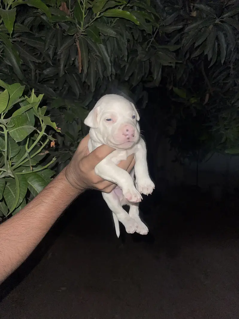 Pure kuhati gultair male puppy for sale — photo 6