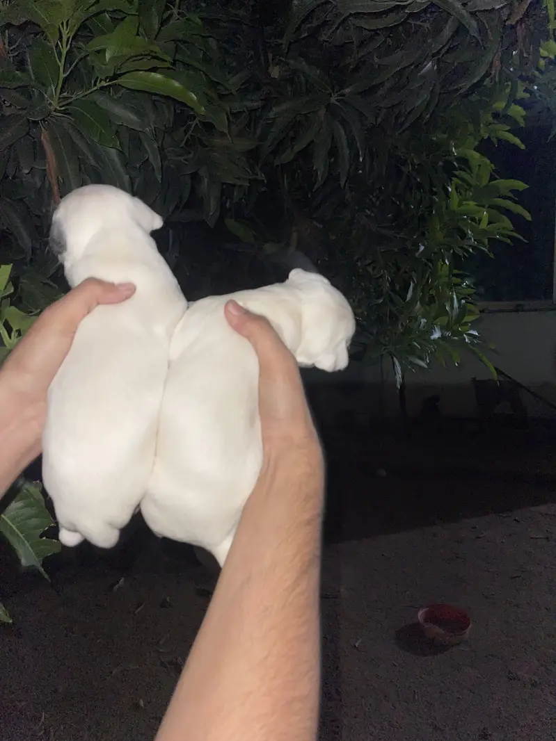 Pure kuhati gultair male puppy for sale — photo 7