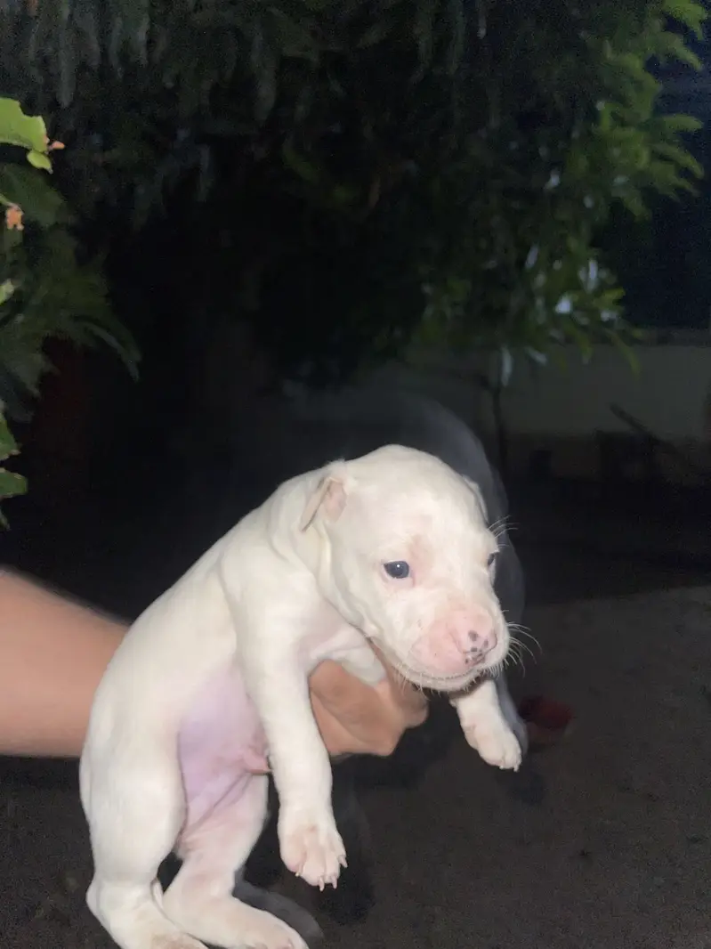 Pure kuhati gultair male puppy for sale — photo 8