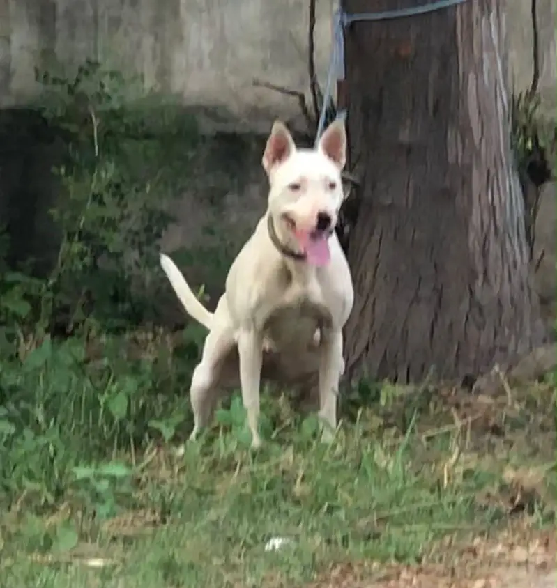 Pure kuhati gultair male puppy for sale