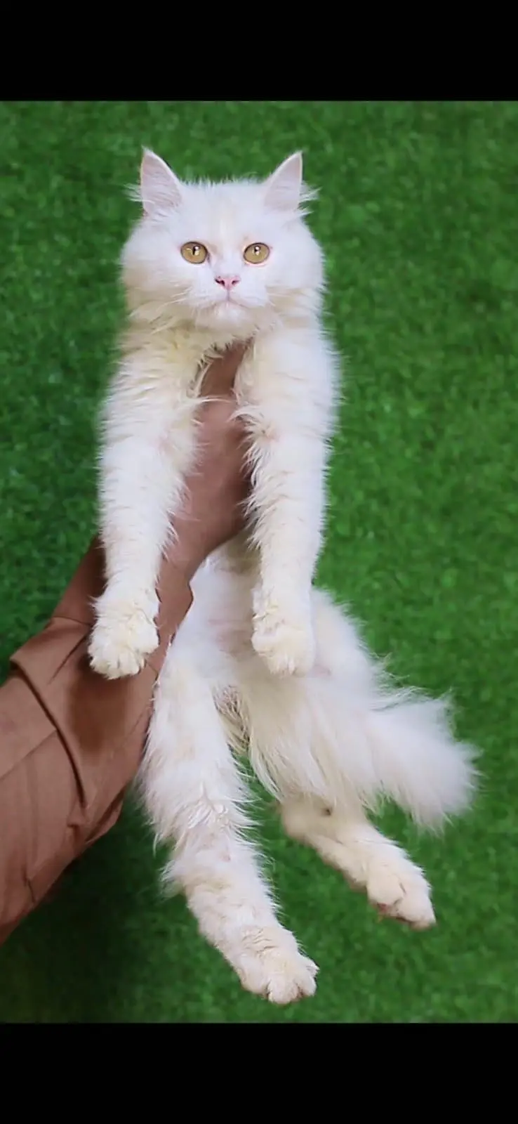 Male kitten - Tripple Coted - Persian kitten - kitten for sale — photo 2