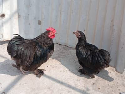 black bantam pair available