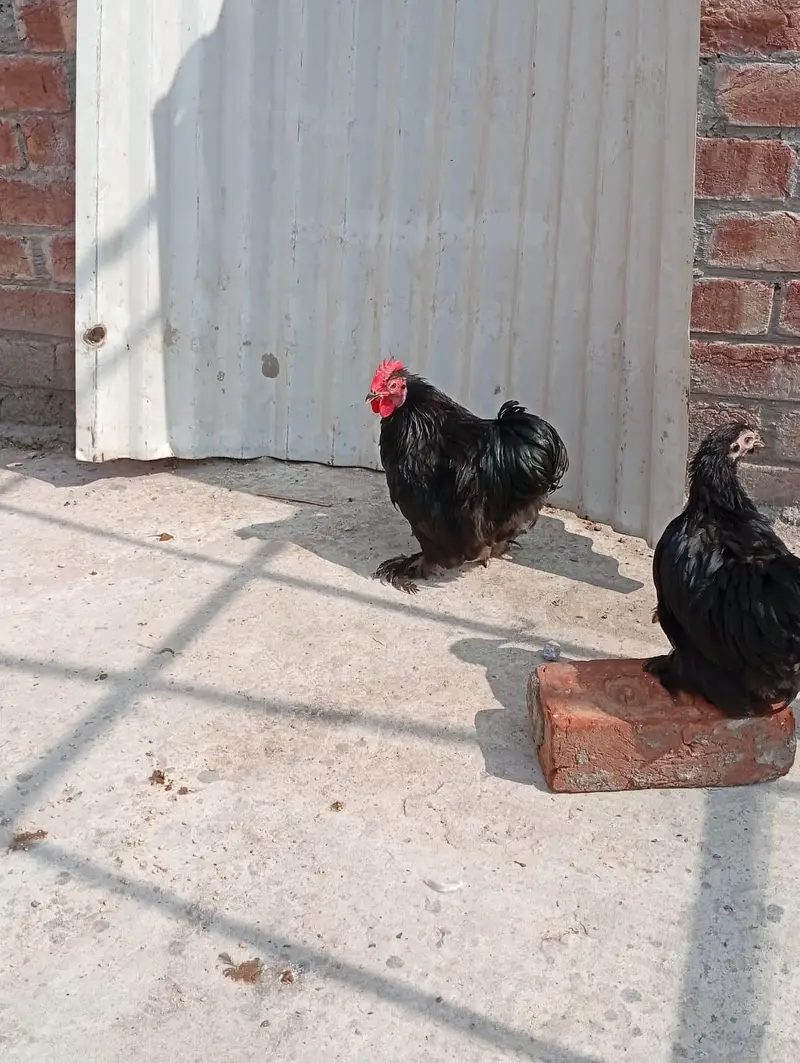 black bantam pair available — photo 2