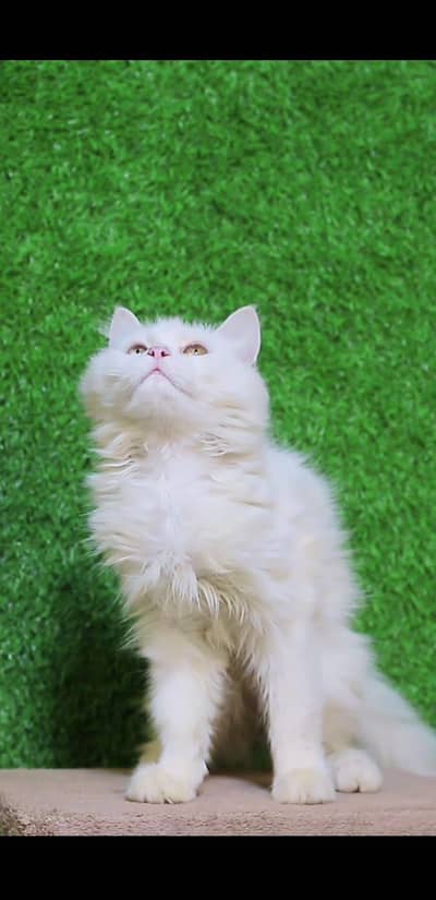 Male kitten - Tripple Coted - Persian kitten - kitten for sale
