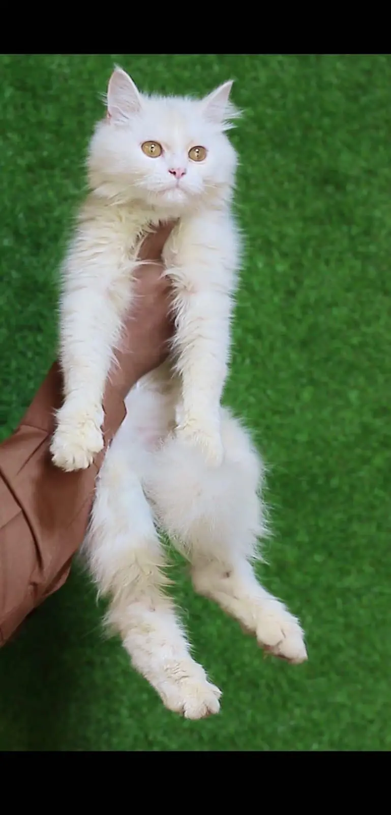 Male kitten - Tripple Coted - Persian kitten - kitten for sale — photo 3