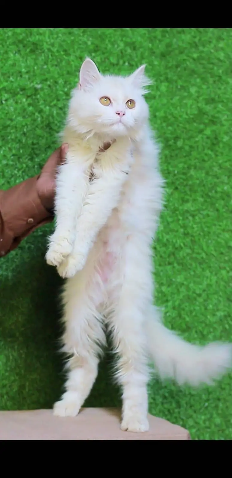 Male kitten - Tripple Coted - Persian kitten - kitten for sale — photo 4