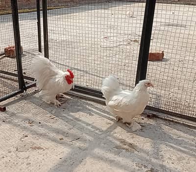 white bantam pair available