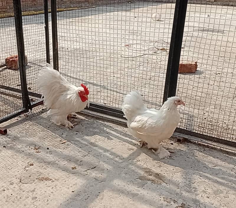 white bantam pair available 0