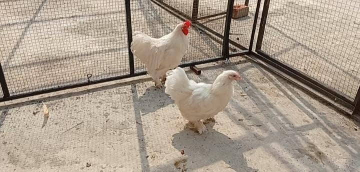 white bantam pair available 1