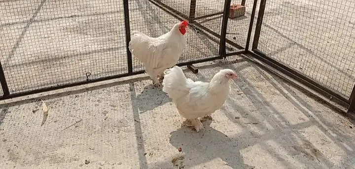 white bantam pair available — photo 2