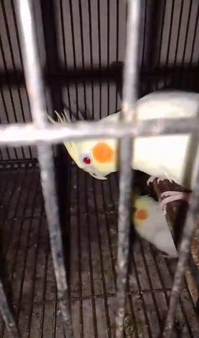 common white red eyes pair for sale