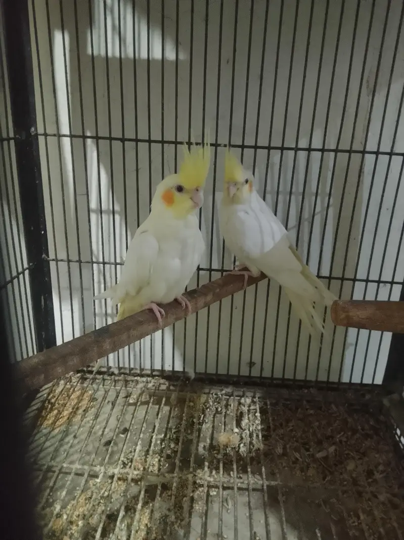 common white red eyes pair for sale — photo 2