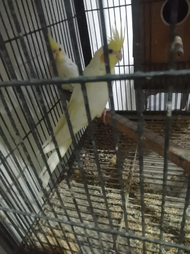 common white red eyes pair for sale — photo 3