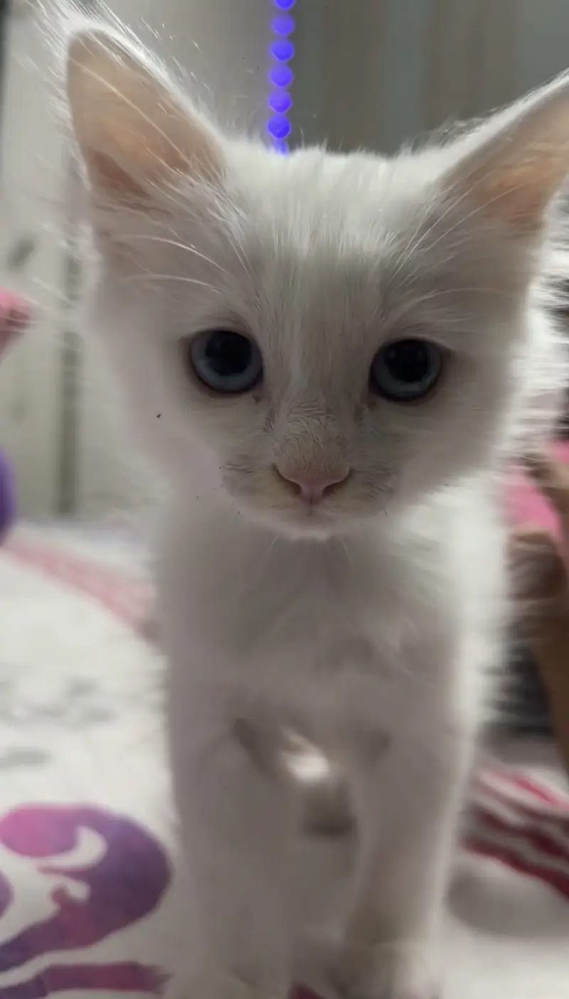 Pure Persian blue eyes kitten — photo 2