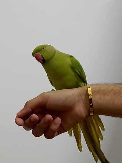 male parrot for sale