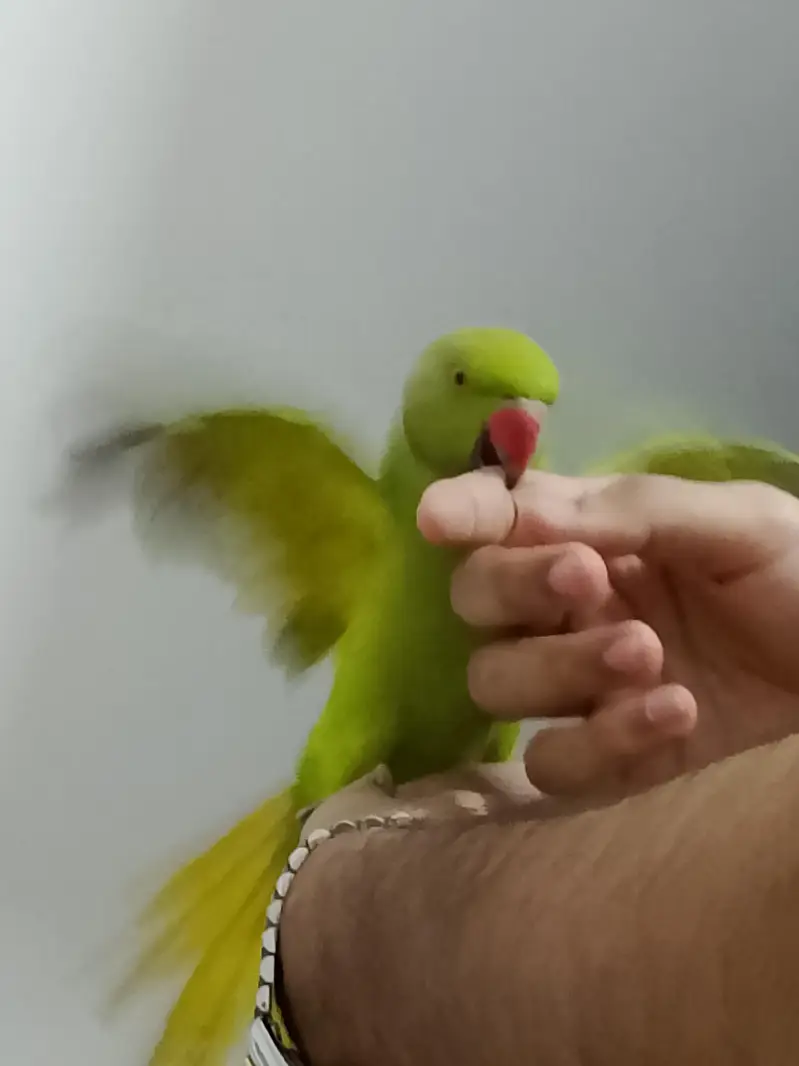 male parrot for sale — photo 2