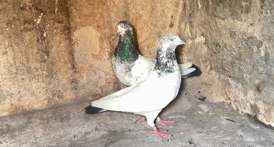 High flyer breeder pair