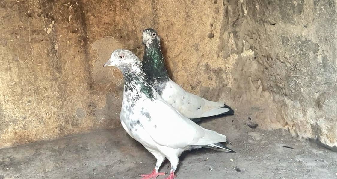 High flyer breeder pair 1