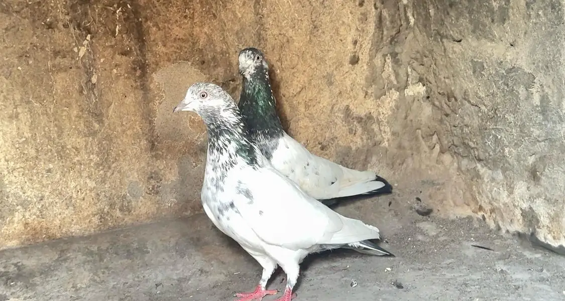 High flyer breeder pair — photo 2