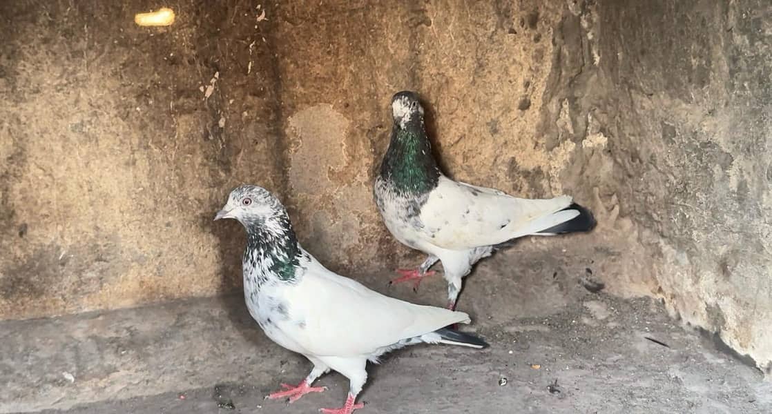 High flyer breeder pair 2