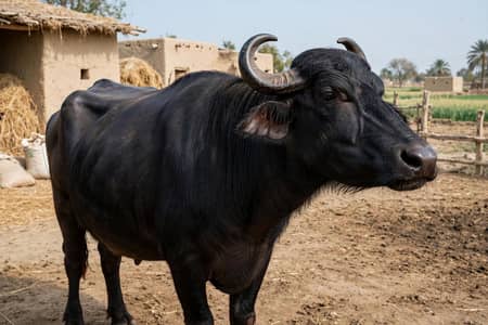pure dasi gee for sale