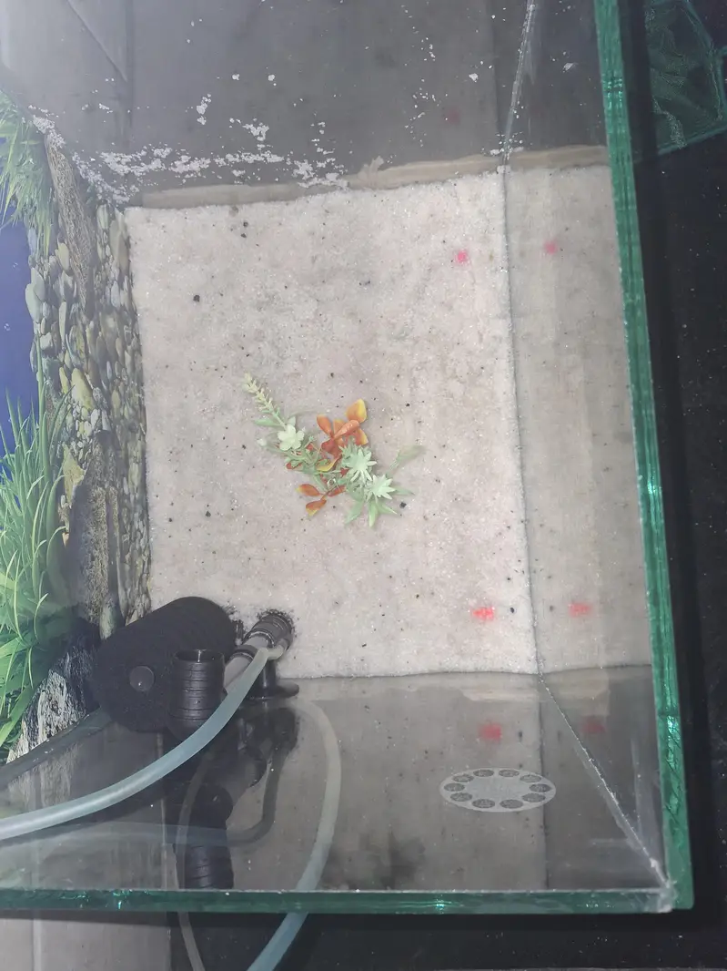 fish tank for sale — photo 4
