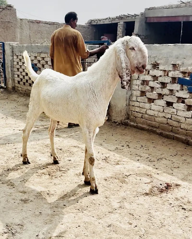 Muhmmadpur pair