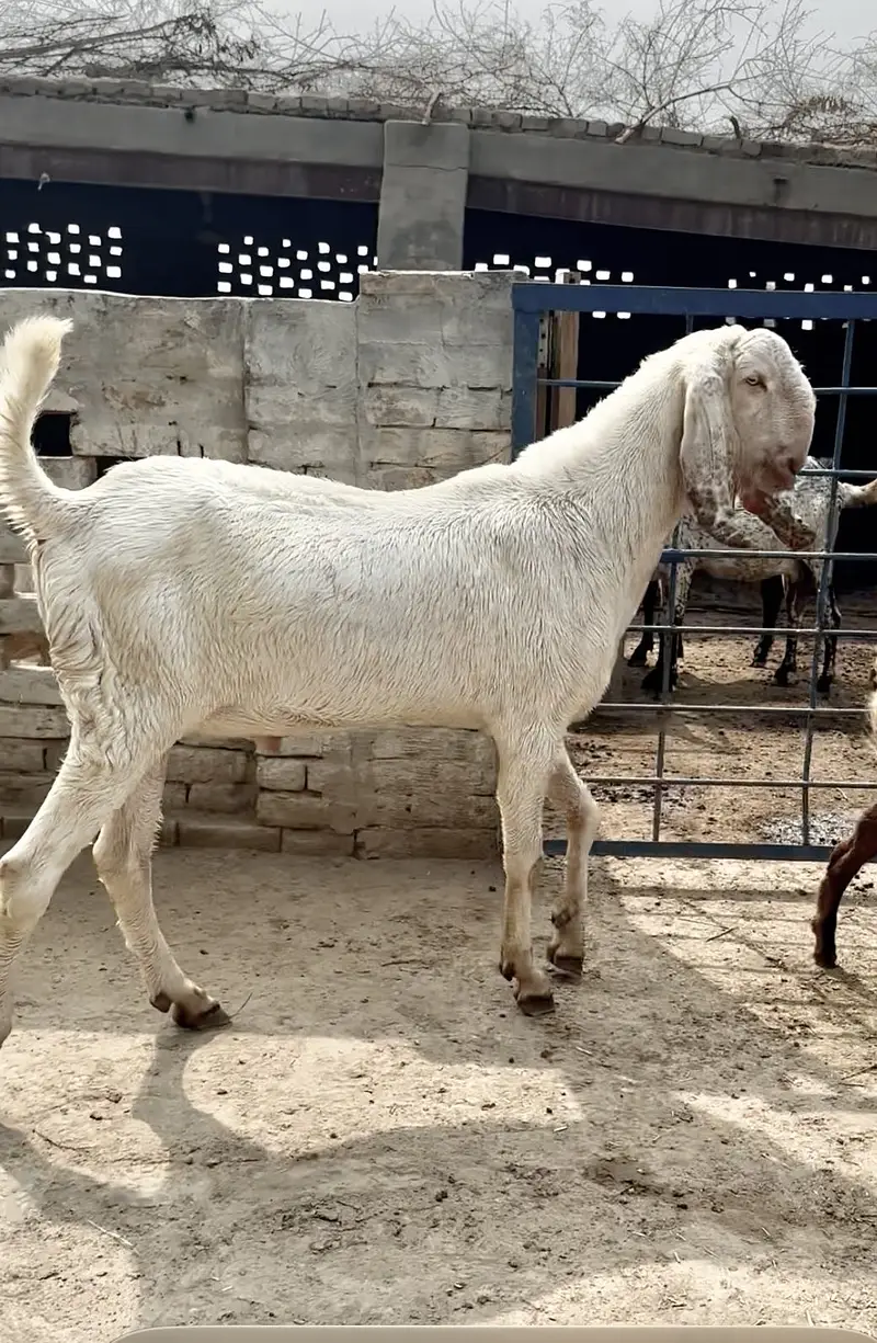 Muhmmadpur pair — photo 2