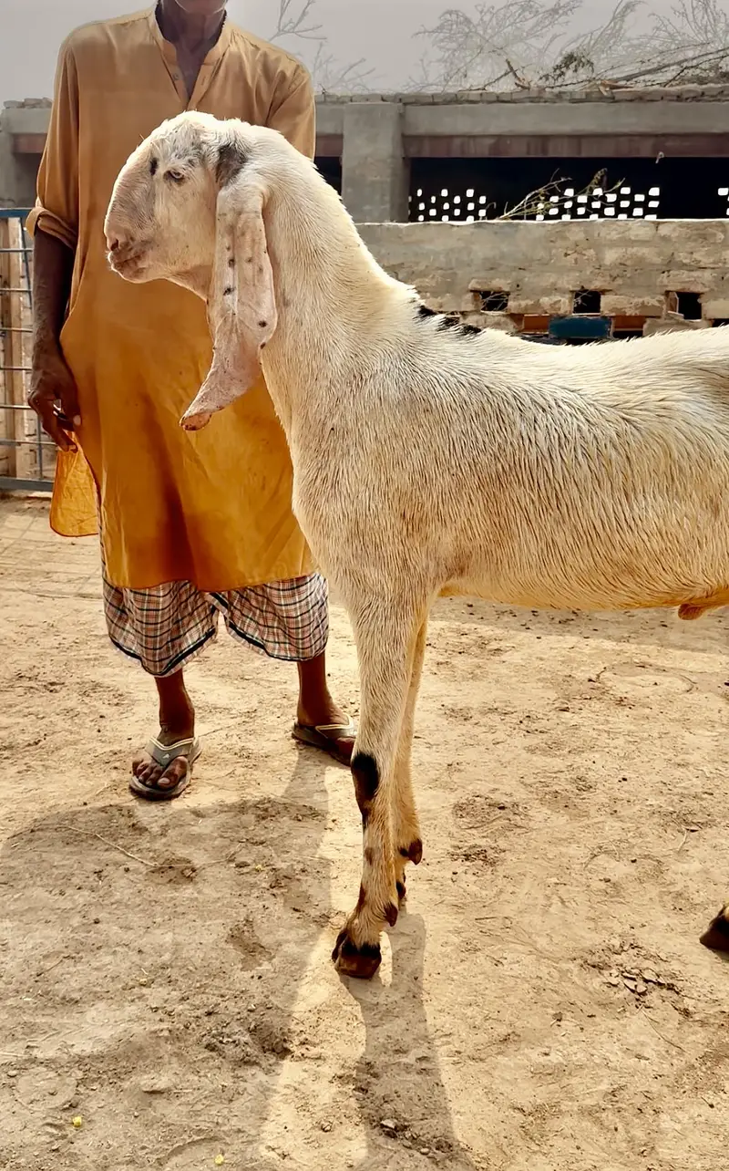 Muhmmadpur pair — photo 3
