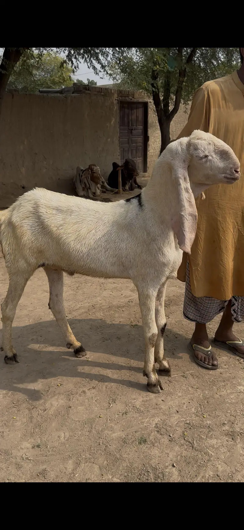 Muhmmadpur pair — photo 4