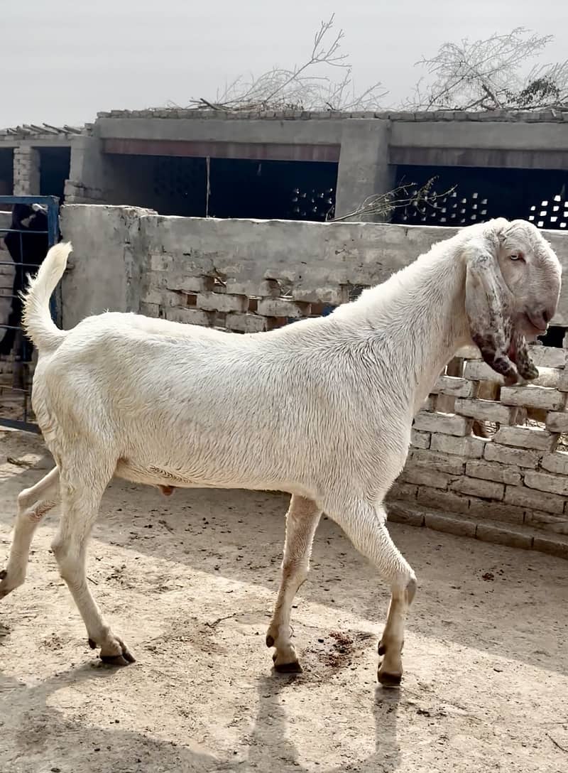 Muhmmadpur pair 4