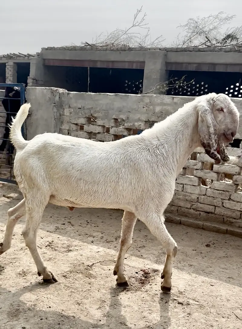Muhmmadpur pair — photo 5