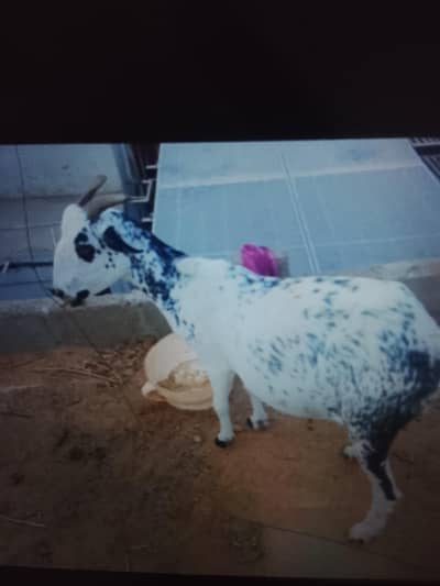 breeder Bakra ghban bakri
