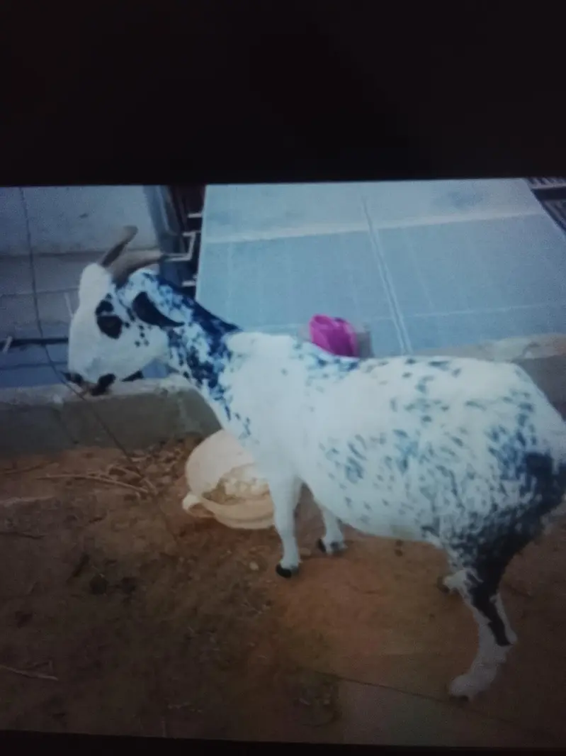 breeder Bakra ghban bakri