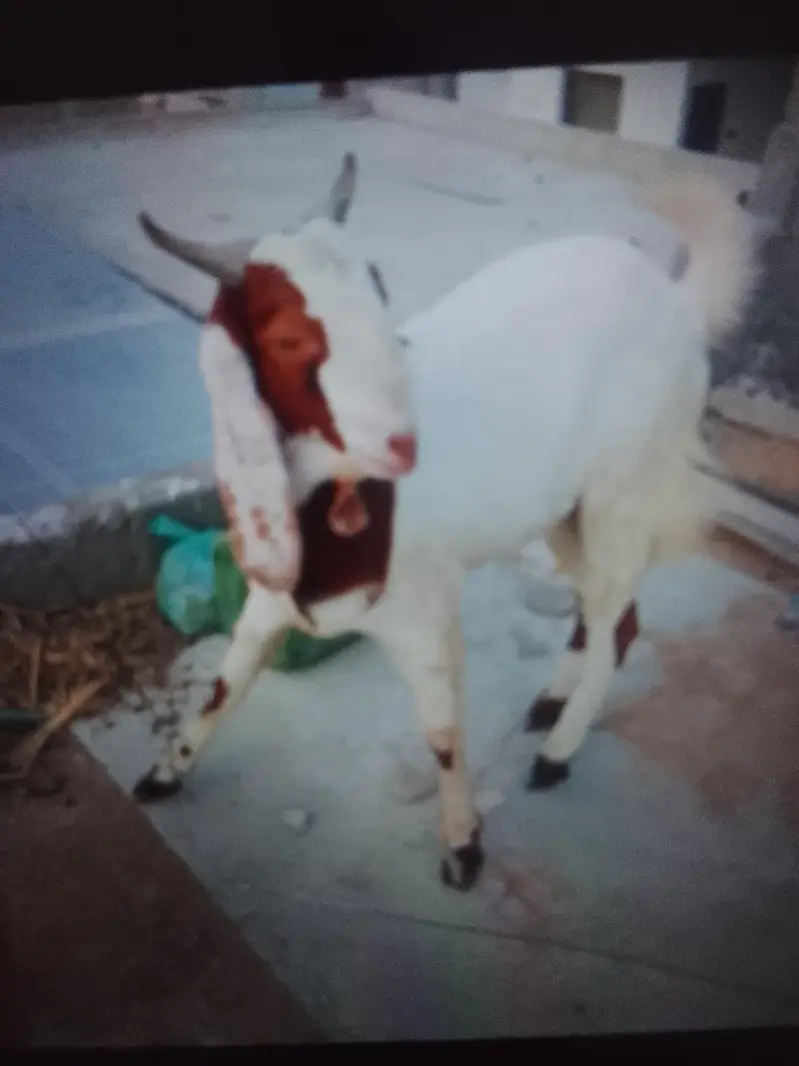 breeder Bakra ghban bakri — photo 2