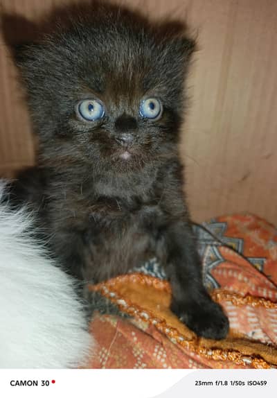 Persian Punch Face Full Black Color Cat Baby For Sale 0305.4364606