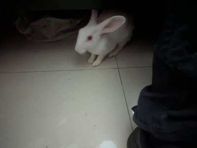 rabbit white pink eyes male healthy playful pet