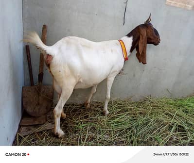 Pateri Bakri For Sale Taiyar Gabban