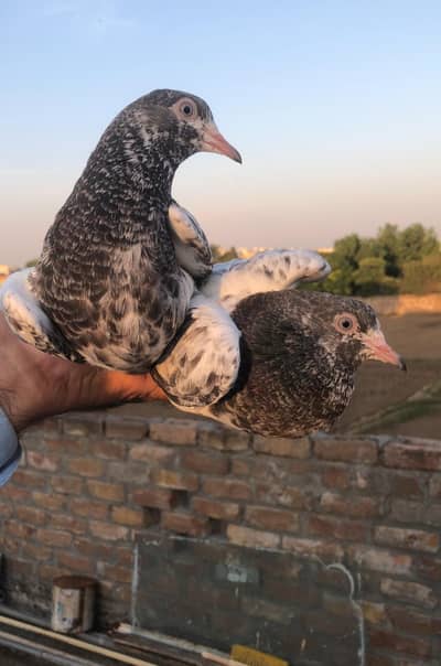 breeder + parwaz bchy 2500 par