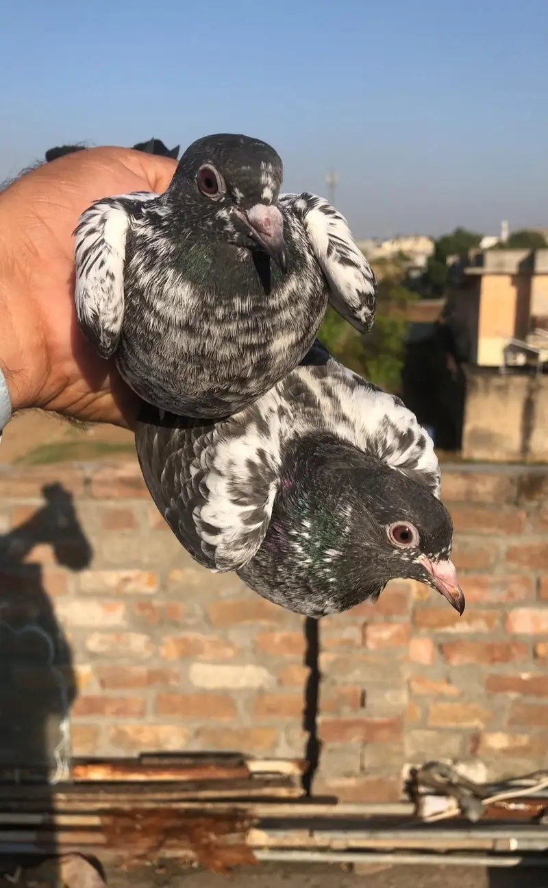 breeder + parwaz bchy 2500 par — photo 3