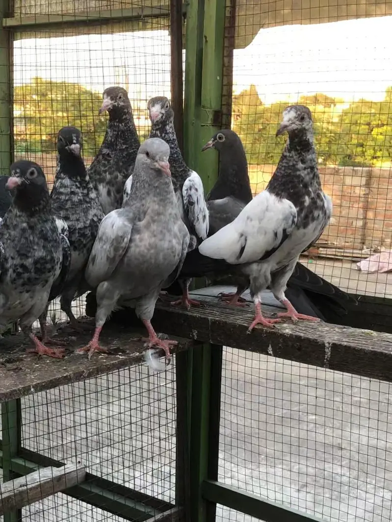 breeder + parwaz bchy 2500 par — photo 4