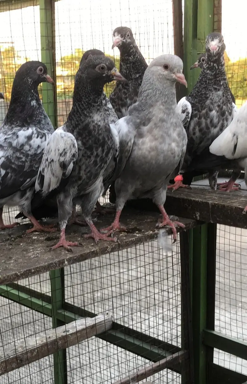 breeder + parwaz bchy 2500 par — photo 7