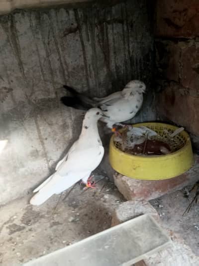 Pair for breeding