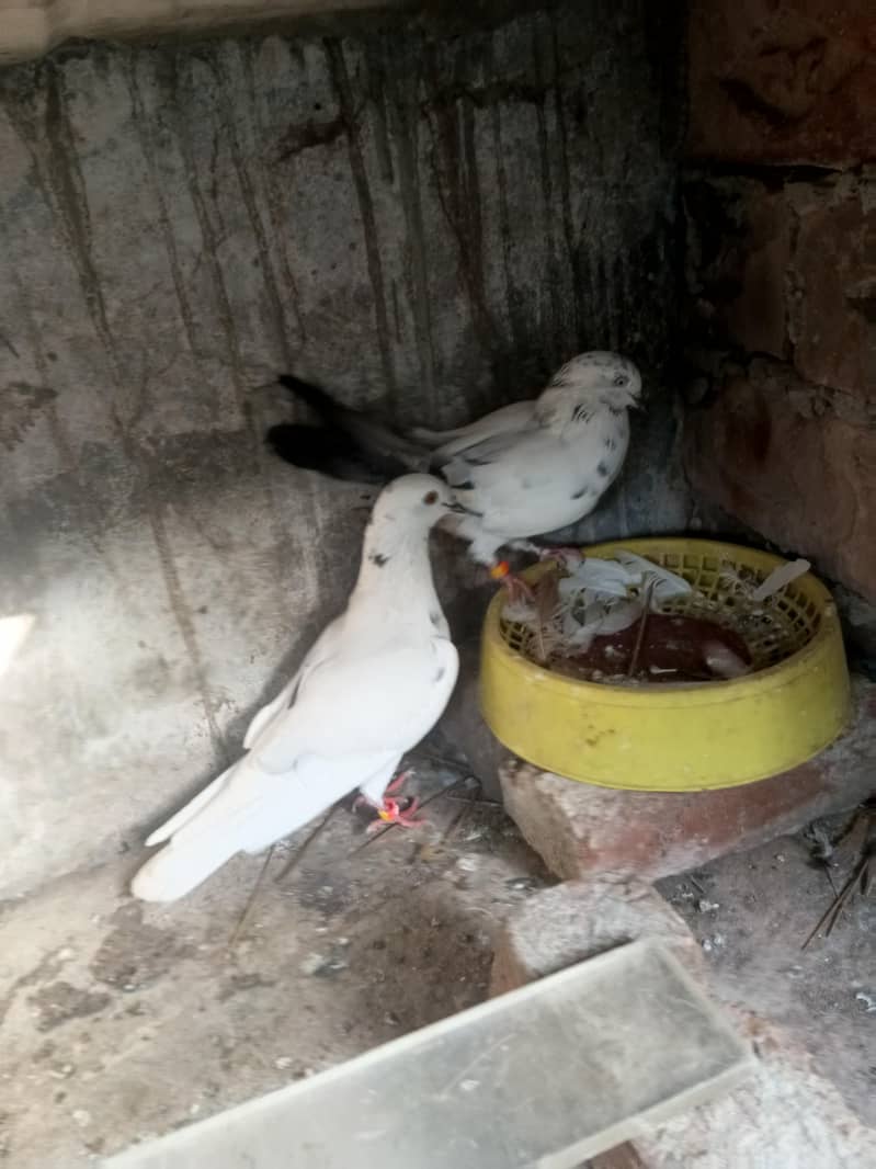 Pair for breeding 0