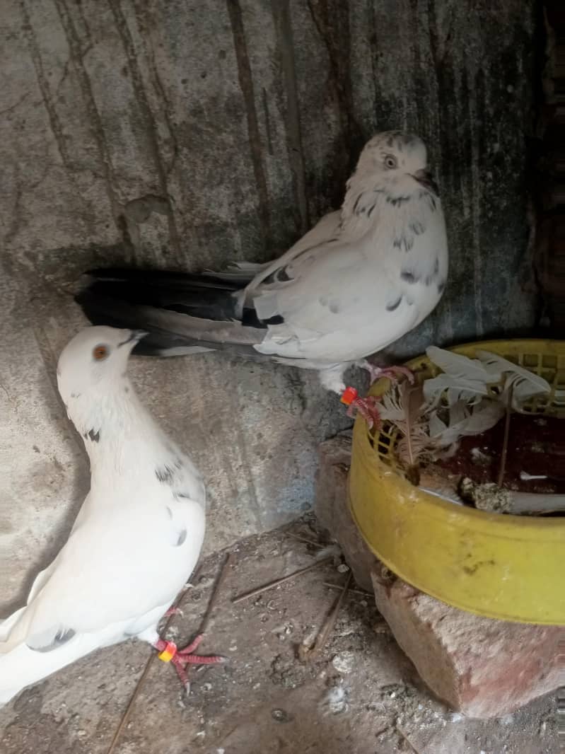 Pair for breeding 1