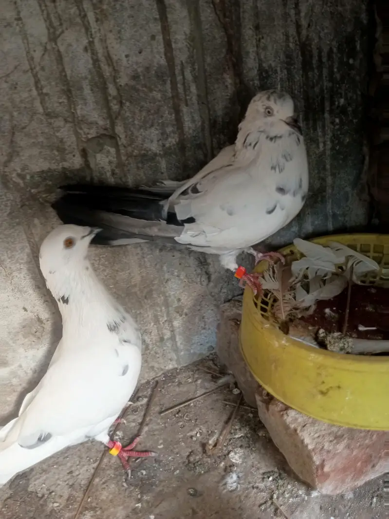 Pair for breeding — photo 2