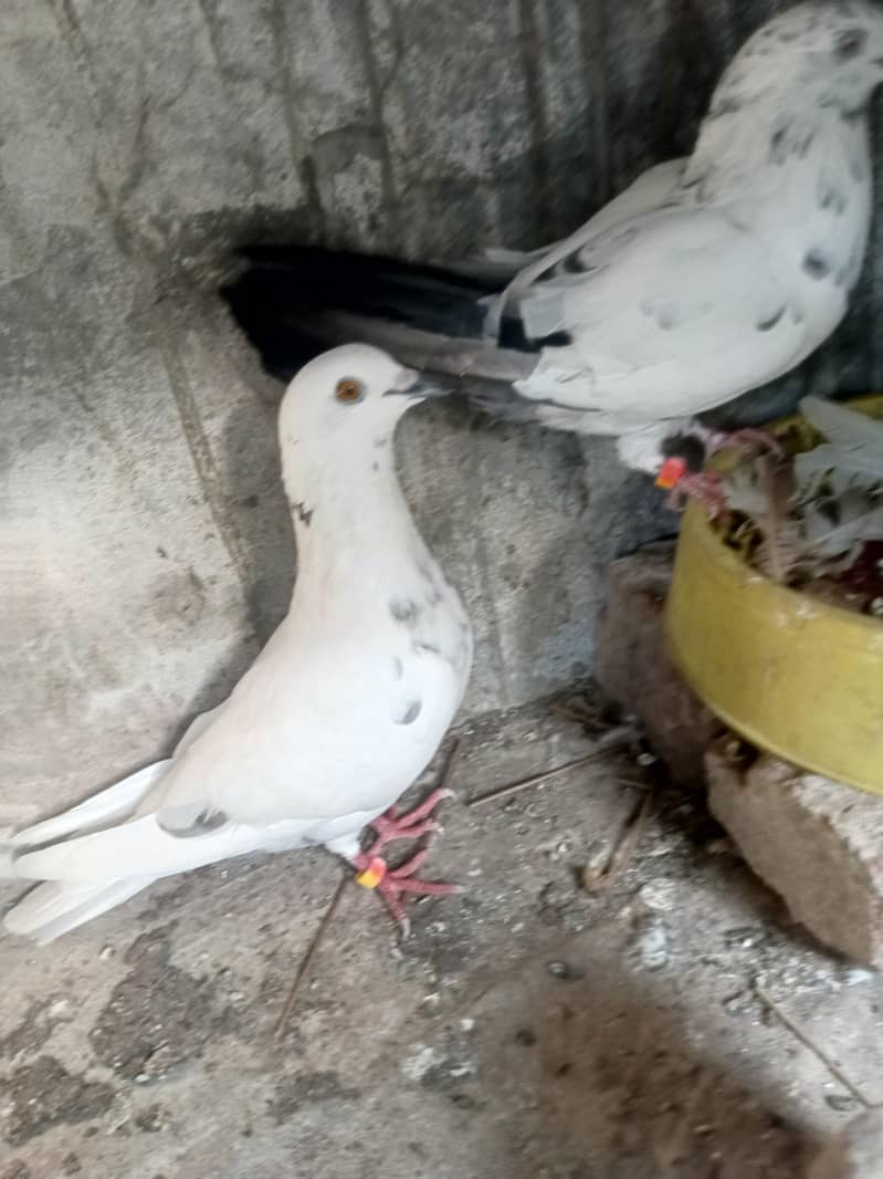 Pair for breeding 2