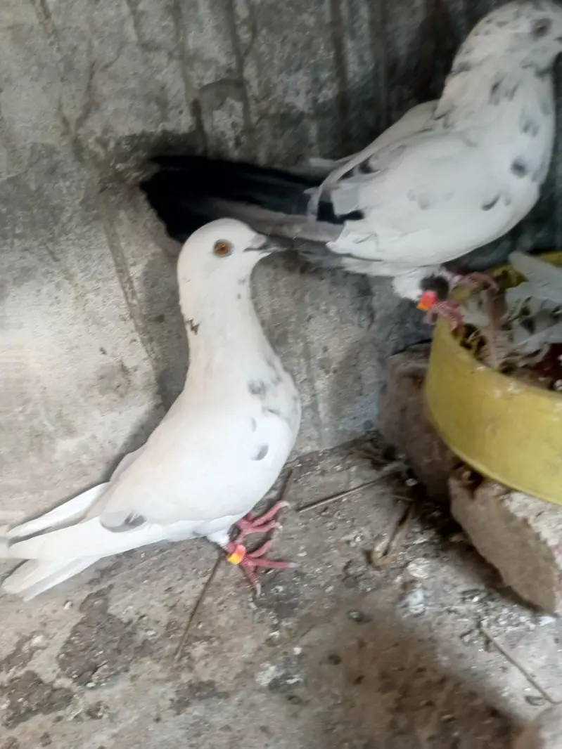 Pair for breeding — photo 3