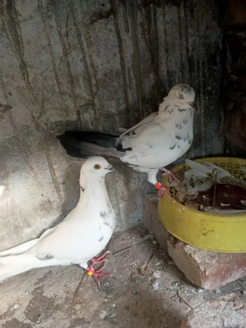 Pair for breeding — photo 4