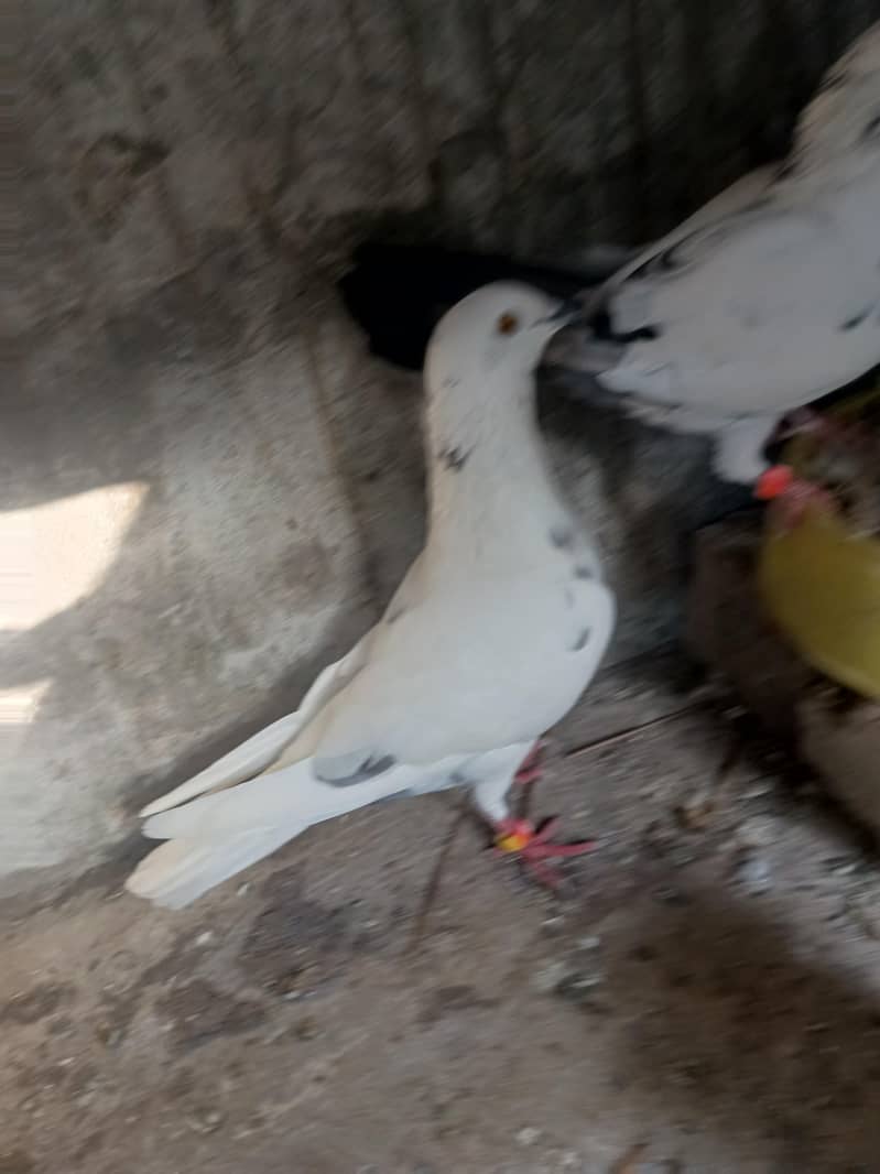 Pair for breeding 4